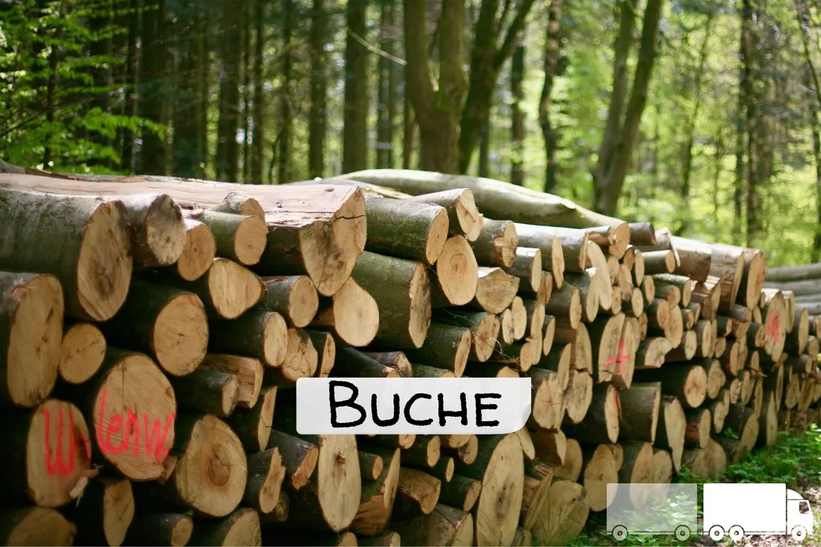 Stammholz Buche – LKW-Ladung (wahlweise ganz oder halb) – Bild 2