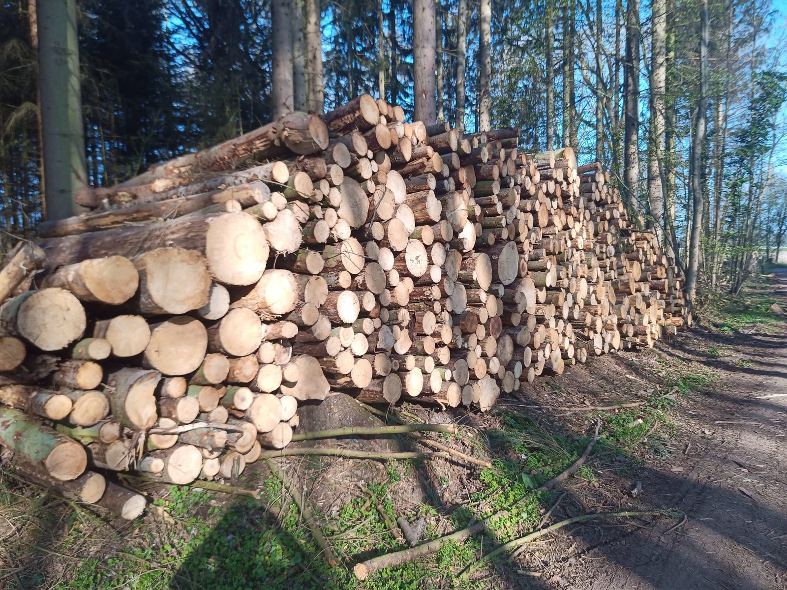Stammholz – Nadelholz – Bild 2